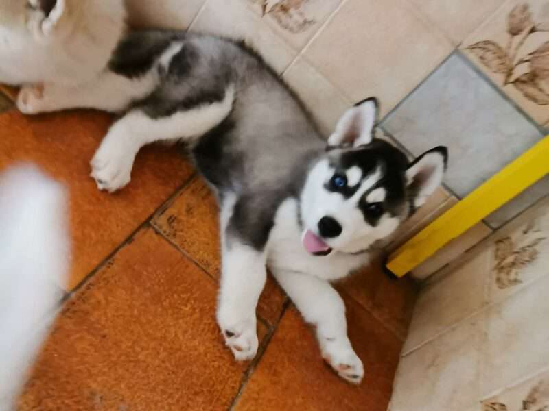 Don chiots types husky