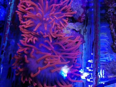 Anémone Entacméa rouge - Aquarium récifal