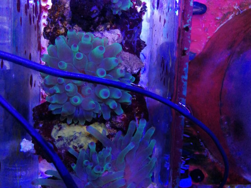 Anémone entacméa quadricole pour aquarium récifal