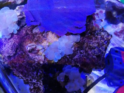 Éponge mauve symbiotique pour aquarium récifal