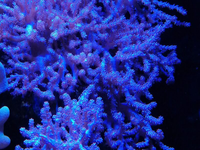 Boutures coraux mous