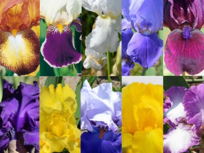 Iris de collection