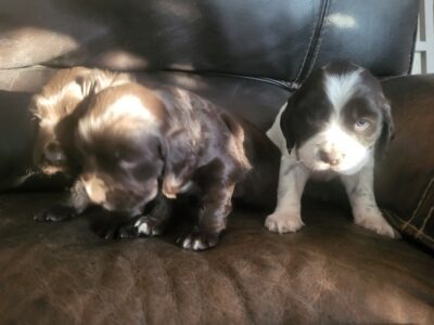 Donne 2 chiots Oysel allemands