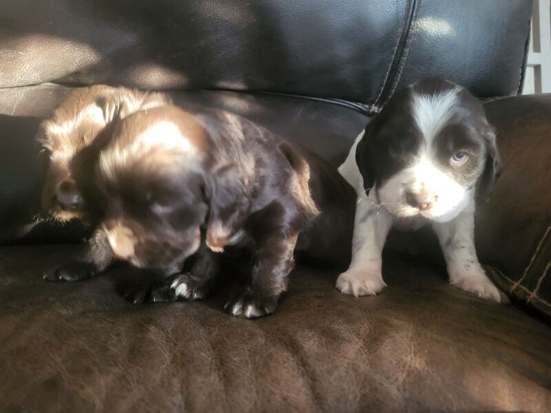 Donne 2 chiots Oysel allemands