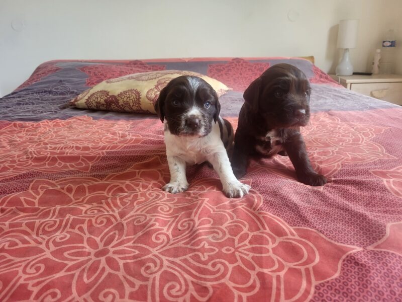 Donne 2 chiots Oysel allemands